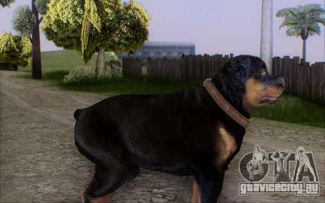 Rottweiler from GTA 5 для GTA San Andreas