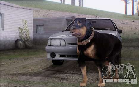 Rottweiler from GTA 5 для GTA San Andreas