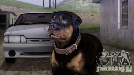 Rottweiler from GTA 5 для GTA San Andreas